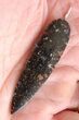 Black Agatized Dinosaur Bone Spear Pendant #4276-1